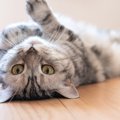 猫の『喜怒哀楽』にまつわる6つのトリビア　人にはあって猫にはない感…