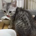 子猫に『ご飯をあげたとき』の反応…まさかの"うまいうまい"…