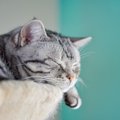 猫が『寝不足』に陥ってしまう原因4つ　病気が隠れている可能性も？対処法…