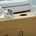 もぐらたたき遊びに挑戦する猫ちゃんたち♡結果はいかに！？