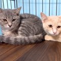 おびえて固まっていた、２匹の元野良猫→愛情込めてお世話した結果…あまり…