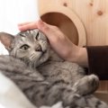猫が『撫でられると引っ掻く』時の理由4つ　猫が嫌がる触り方や上手な接し…