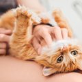 あなたの愛猫は幸せですか？猫の『幸福度』がわかる7つのチェックポイント