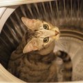 どうやって入ったの？猫が好きな意外な場所４つ