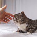 愛猫が『認知症』かも？と思ったら…チェックしたい7つの初期症状