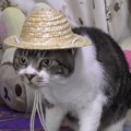 夏のファッション♪猫ちゃんだって海賊気分を味わいたい