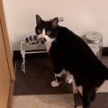 ご飯を食べるときは"そばにいてほしい猫"→飼い主さんが後ろ…
