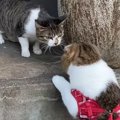 気になるー！お散歩で出会った野良猫に積極的な猫ちゃん！