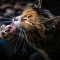 『麦わら猫』って知ってる？3つの特徴や性格、飼い方などを徹底解説！