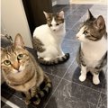 いま流行りの『AIで猫を擬人化するやつ』してみたら、１匹だけ……『ま…
