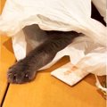 『ビニール袋から生える猫の手』を辿った結果…可愛すぎる”上目遣い”で…