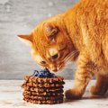 『猫のいる部屋』でしちゃダメな禁止行為とは？絶対守るべき3つのこと