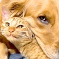仲良しな大型犬とネコ→まるで本当の兄弟のようで…尊すぎて『ずっと見てい…