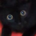 『1匹で何して遊んでるんだろう』→気になって『子猫の様子』を見に行った…