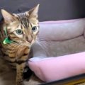 車での移動には慣れたかな？飼い主さんの実家で歓迎される猫さんたち！