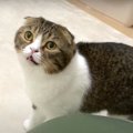 『寂しいニャ…』ご機嫌ななめな気持ちを伝える猫さん