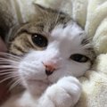 今がチャンス！愛猫とおうちデートを楽しむ工夫５つ