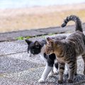 愛猫はスーパー・フレンドリー♡「別宅」7軒をもち、「相棒猫」と近所を遊…