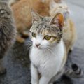 猫が集まる「集会」何をしているの？５つの理由