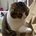 ほりほりほりほり…ママさんのスカートで遊ぶ猫さんたち♡