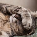 『具合が悪い時』に猫がしている仕草や行動３選！眠り方や歩き方など…