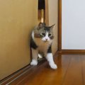 『鍵付きの部屋』で留守番する猫、"力技"で脱走したのがバレて……