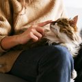 猫が人の『股の間に入りたがる』理由3つ　居心地が良いの？動けないときの…