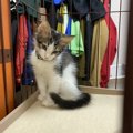 猫を叱ったあとで仲直りする方法５つ