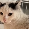 約１年半も外で暮らしていた『真っ黒に汚れた元野良猫』→初めてのお風…