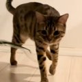 猫がカメラの前にやって来たと思ったら…あまりにも想定外な『ポーズ』…