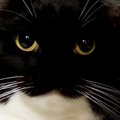 ごはんに夢中な猫→食べ終わると、トンネルの中に移動して…可愛すぎる…