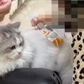 娘が『猫のブラッシング』を手伝ってくれると…心温まる日常の光景に「可愛…