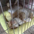 【保護猫を成猫からお迎え】譲渡先での生活が難しくなりセンターに戻…