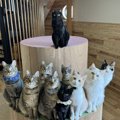 猫の集合写真で1匹だけ存在感が半端じゃないと話題に　「これが王者の…