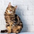 『体の大きさ』が特徴的な猫種5選　性格の傾向から飼い方のポイントまで