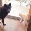 子猫と仲良くなりたい愛犬が『本気を出した』結果…2日目の急展開が微…