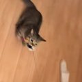 猫の『おもちゃへの執着』が凄すぎた結果…まさかの『遊び方』に笑って…