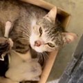 『ゴミ捨て場に親子で捨てられていた猫』が保護された結果…幸せになる…