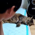 ゲームをしているお兄ちゃんに『かまってほしい猫』→ちょっかいをかけて……