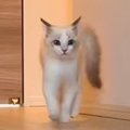 廊下を歩いてくる子猫→『歩き方』を見てみると…可愛すぎて笑っちゃう瞬間…
