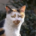 そうじゃない！猫に飼い主が叱られてしまう勘違い行動５つ