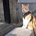 元野良猫のチャチャくんがお外をパトロール！野良ボスをみつけて急足…