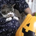 大好きなパパとお揃いのパジャマが嬉しい猫ちゃん