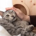 猫が『大嫌い！』と思っている飼い主の行動とは？絶対やってはいけない6つ…