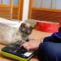 音楽の監修を務める猫さん、問答無用で演奏にダメ出し！