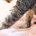 苦手なお風呂に入れられたネコ→顔を見たら…想像以上に『ブチギレている表…