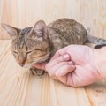 猫が喉を鳴らす6つの理由とは