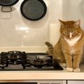猫の命に関わる『危なすぎる場所』3選　室内でも油断できない？事故を…