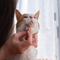 猫のアゴに『黒いニキビ』が表れる3つの原因　どう対処すればいいの？…