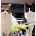 「なんでｗｗ」夢中になってレタスを追っていた2匹の猫→箸を止めた次…